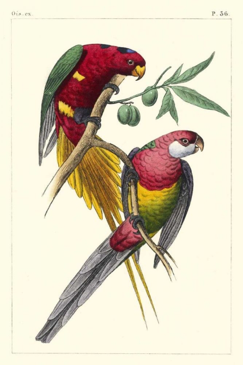 Picture of LEMAIRE PARROTS III