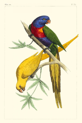 Picture of LEMAIRE PARROTS IV