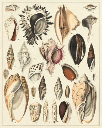 Picture of SEASHELL DISPLAY