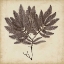 Picture of VINTAGE SEAWEED II