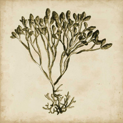 Picture of VINTAGE SEAWEED IV