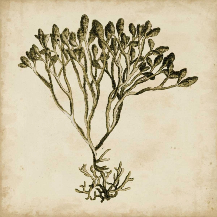 Picture of VINTAGE SEAWEED IV