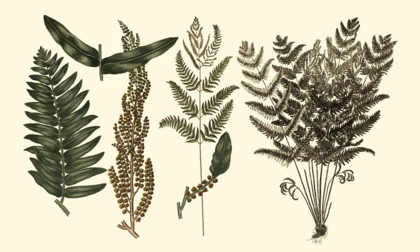 Picture of FERN LEAF FOLIO I