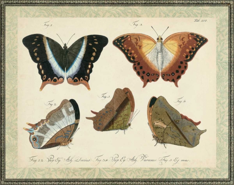 Picture of BOOKPLATE BUTTERFLIES TRIO III