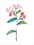 Picture of WATERCOLOR GARDEN III