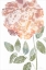 Picture of WATERCOLOR BLOOM III