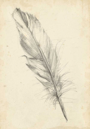 Picture of FEATHER SKETCH III