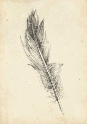 Picture of FEATHER SKETCH IV