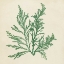 Picture of CHROMATIC SEAWEED I