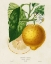 Picture of FRENCH LEMON BOTANICAL I