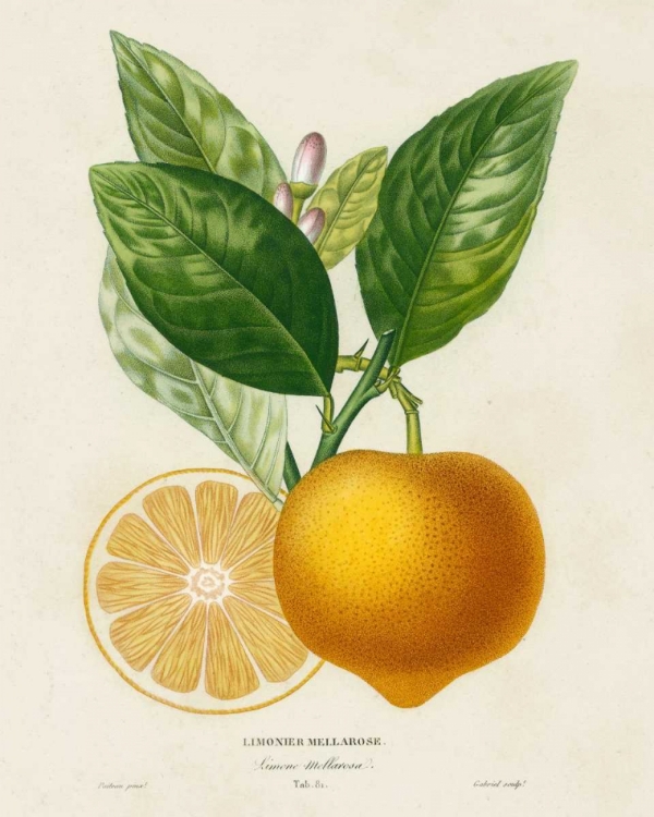 Picture of FRENCH LEMON BOTANICAL III