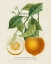 Picture of FRENCH ORANGE BOTANICAL I