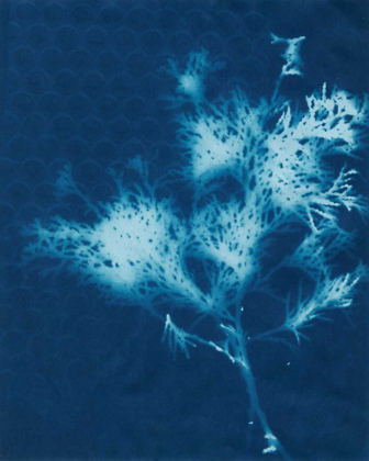 Picture of CYANOTYPE NO.3
