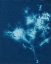 Picture of CYANOTYPE NO.3