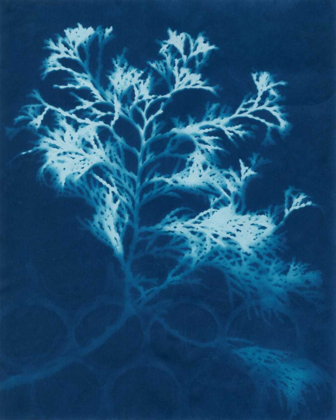 Picture of CYANOTYPE NO.4