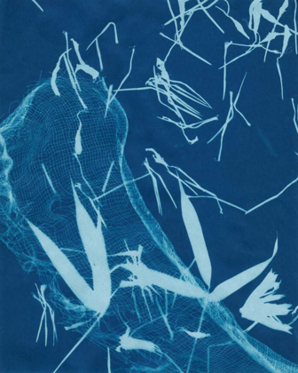 Picture of CYANOTYPE NO.5