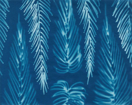 Picture of CYANOTYPE NO.7