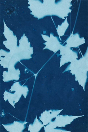 Picture of CYANOTYPE NO.9