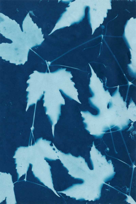 Picture of CYANOTYPE NO.10