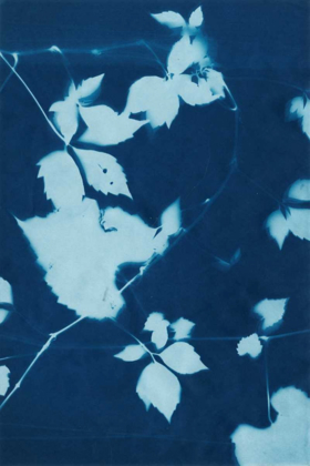 Picture of CYANOTYPE NO.11