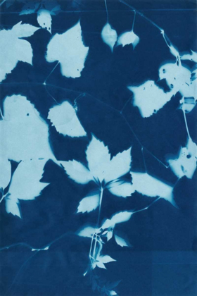 Picture of CYANOTYPE NO.12