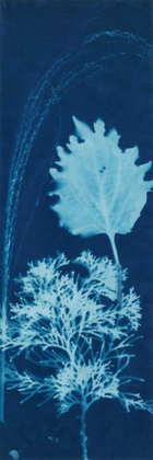 Picture of CYANOTYPE NO.13