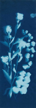 Picture of CYANOTYPE NO.14