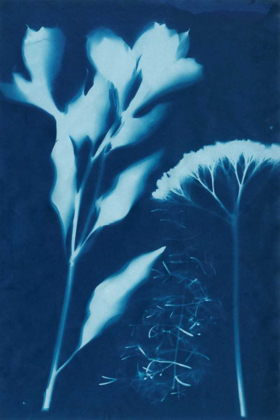 Picture of CYANOTYPE NO.15