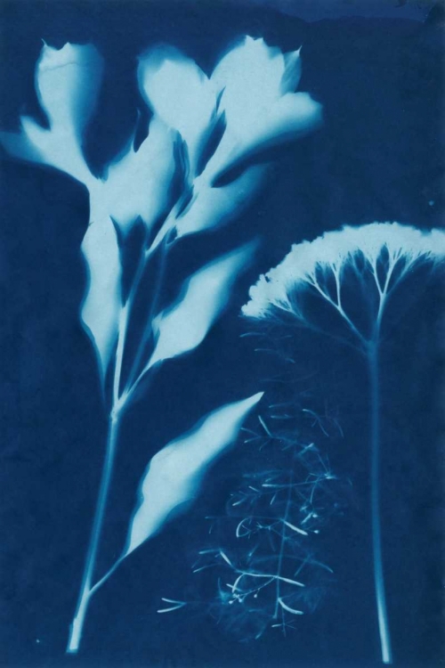 Picture of CYANOTYPE NO.15