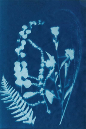 Picture of CYANOTYPE NO.16