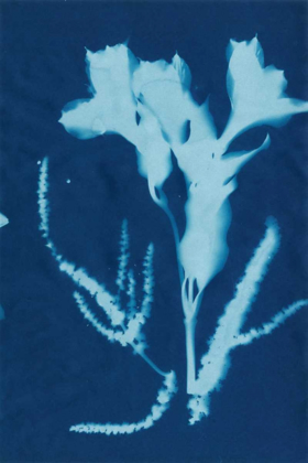 Picture of CYANOTYPE NO.17
