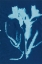 Picture of CYANOTYPE NO.17