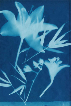 Picture of CYANOTYPE NO.18