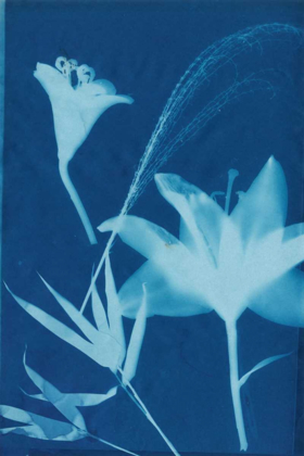 Picture of CYANOTYPE NO.19