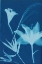 Picture of CYANOTYPE NO.19