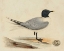 Picture of MEYER SHOREBIRDS I