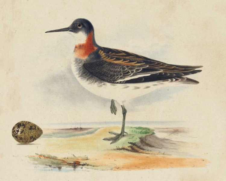 Picture of MEYER SHOREBIRDS II