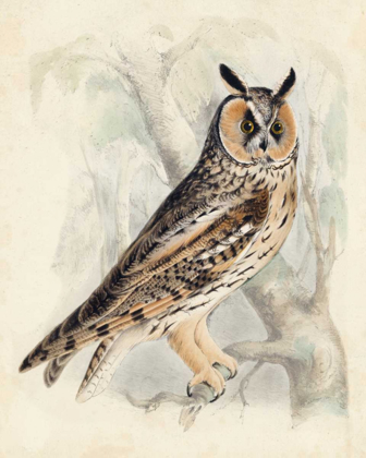 Picture of MEYER LONG-EARED OWL