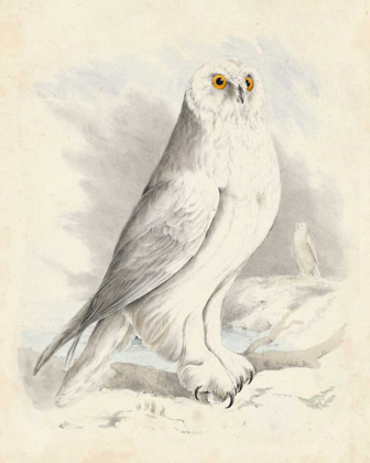 Picture of MEYER SNOWY OWL
