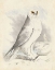 Picture of MEYER SNOWY OWL