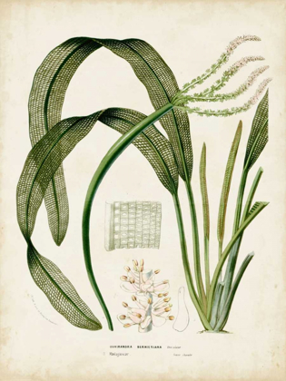 Picture of TROPICAL GRASS I