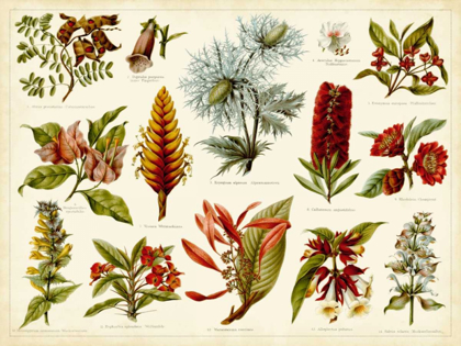 Picture of TROPICAL BOTANY CHART I