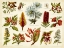 Picture of TROPICAL BOTANY CHART I