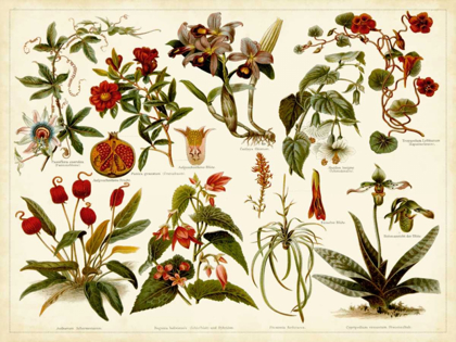 Picture of TROPICAL BOTANY CHART II