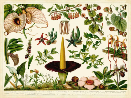 Picture of TROPICAL BOTANY CHART III