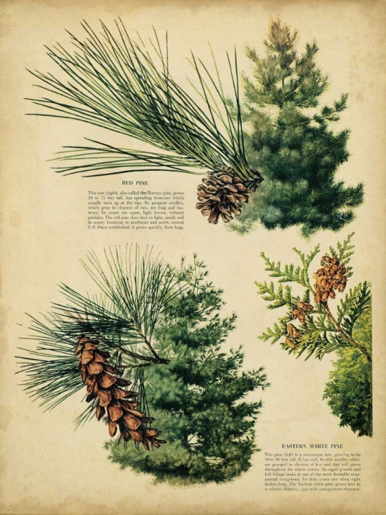 Picture of RED PINE AND EASTERN WHITE PINE