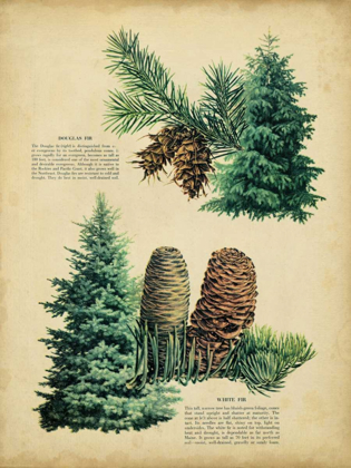 Picture of DOUGLAS FIR AND WHITE FIR