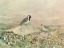 Picture of GATHERING