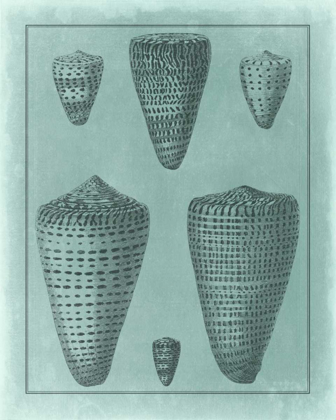 Picture of SPA SHELL COLLECTION I
