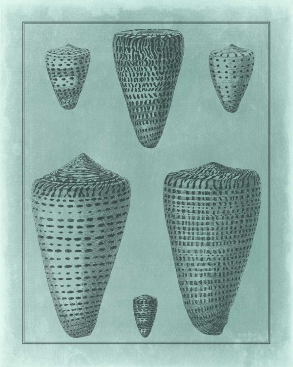 Picture of SPA SHELL COLLECTION I